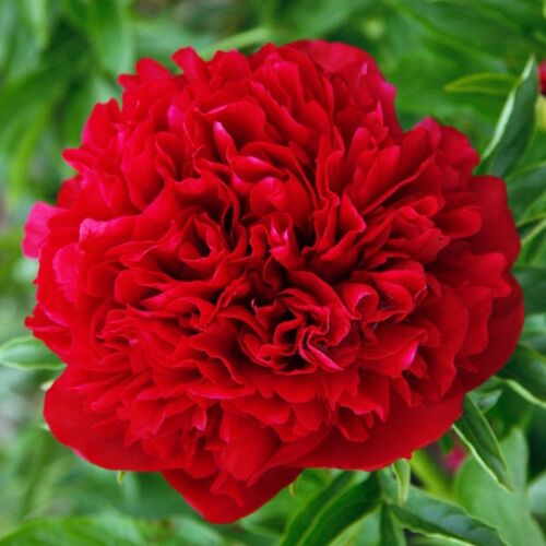 Пион ИТО гибрид Элиза Ланди/Paeonia itoh-hybrid Eliza Lundy C5
