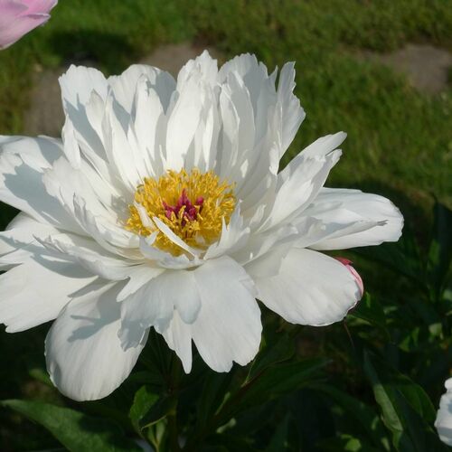 Пион молочноцветковый Луис Келси/Paeonia lactiflora Lois Kelsey C3
