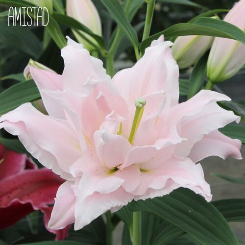 Лилия Амистад/Lilium Amistad P2