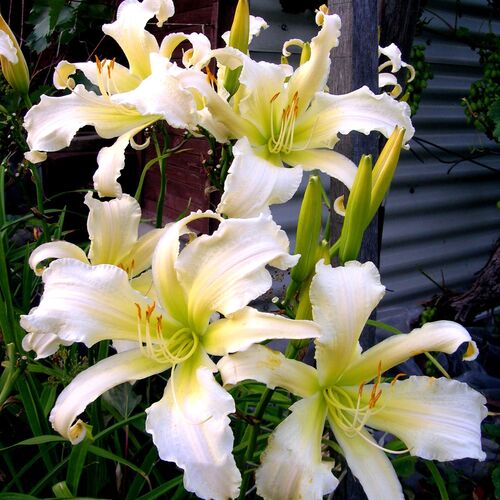 Лилейник гибридный Хэвенли Ангел Айс/Hemerocallis hybridа Heavenly Angel Ice P1.5
