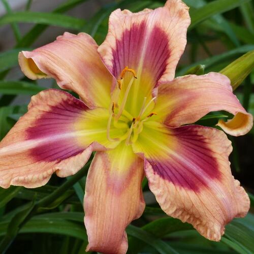 Лилейник гибридный Шторм Дэмидж/Hemerocallis hybridа Storm Damage P1.5