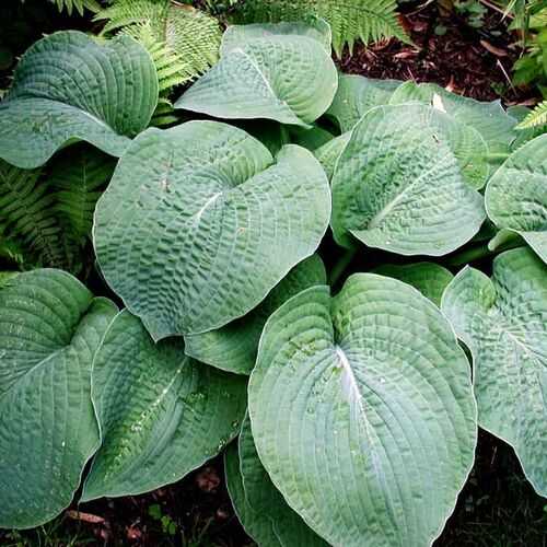 Хоста гибридная Биг Мама/Hosta hybrid Big Mama P1.5
