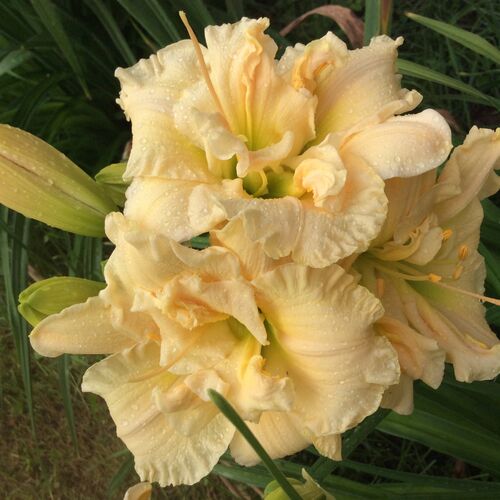 Лилейник гибридный Ванила Флафф/Hemerocallis hybridа Vanilla Fluff P1.5