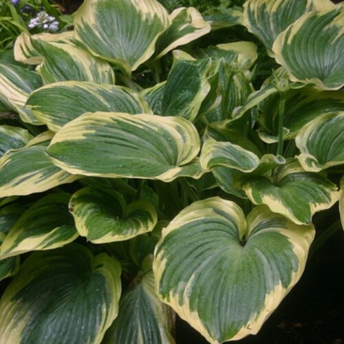 Хоста гибридная Эс Энджел/Hosta hybrid Earth Angel P1.5