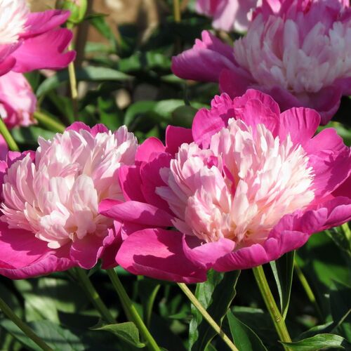 Пион молочноцветковый Гей Пари/Paeonia lactiflora Gay Paree C3