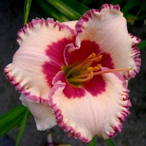Лилейник гибридный Эйджлес Бьюти/Hemerocallis hybridа Ageless Beauty P1.5