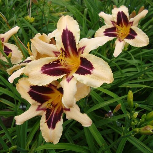 Лилейник гибридный Вайлд Хорсес/Hemerocallis hybridа Wild Horses P1.5
