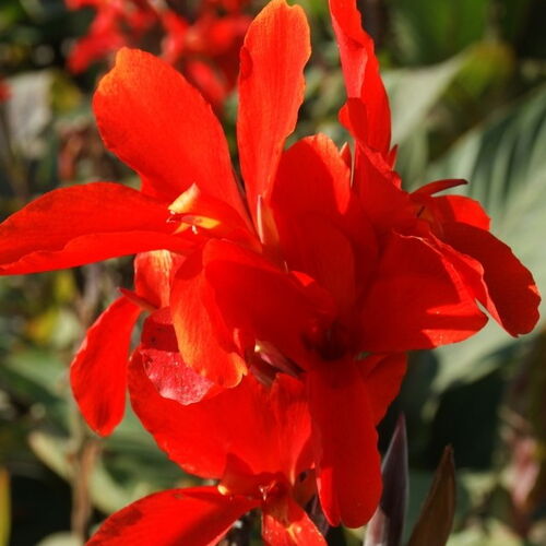Канна Ред Бьюти/Canna Red Beauty С3