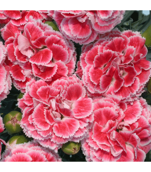Гвоздика перистая Корал Риф/Dianthus plumarius Coral Reef P1