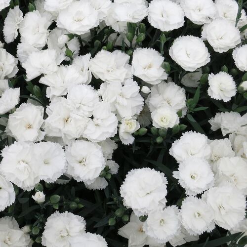 Гвоздика перистая Динамик Уайт/Dianthus plumarius Dinamic White P1,5