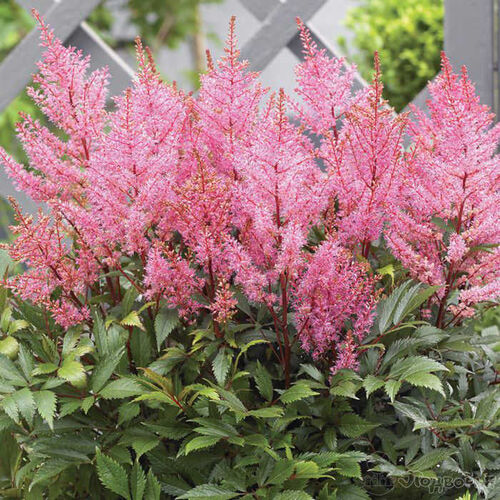Астильба китайская Смайл Эт Ми/Astilbe chinensis Smile At Me P1.5