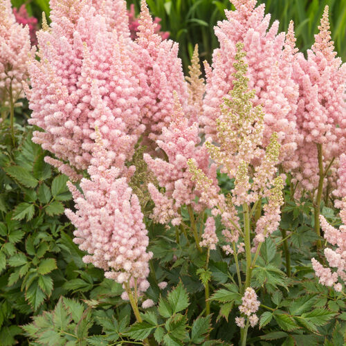 Астильба китайская Вижн Инферно/Astilbe chinensis Vision Inferno P1.5