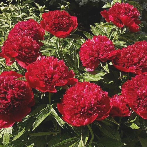 Пион молочноцветковый Ред Шарм/Paeonia lactiflora Red Charm C5