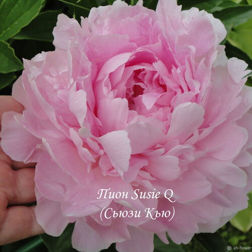 Пион молочноцветковый Сьюзи Кью/Paeonia lactiflora Suzie Q C3
