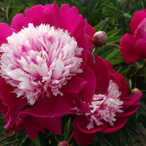 Пион молочноцветковый Уайт Кэп/Paeonia lactiflora White Cap C3