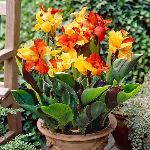 Канна Клеопатра Ред/Canna Cleopatra Red С3