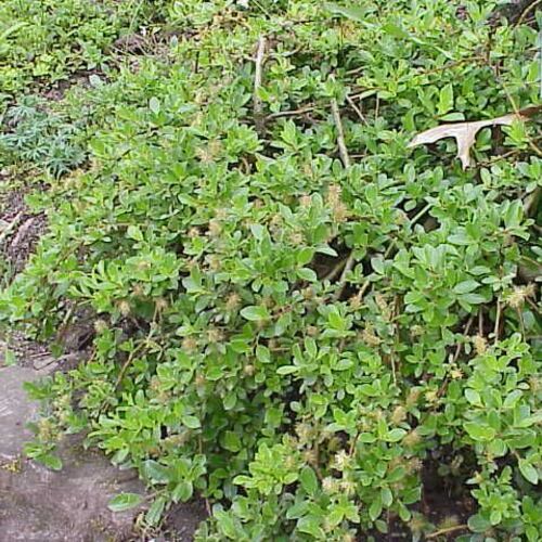 Ива гибридная Симулатрикс/Salix hybrida Simulatrix