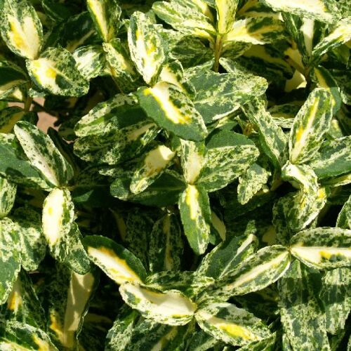 Бересклет Форчуна Арлекин/Euonymus fortunei Harlequin С2