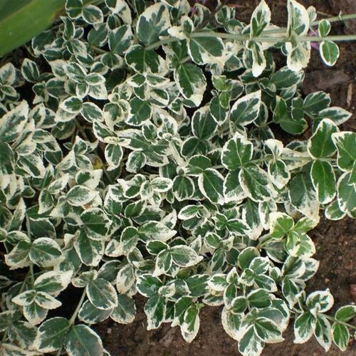 Бересклет Форчуна Вариегатус/Euonymus fortunei Variegatus
