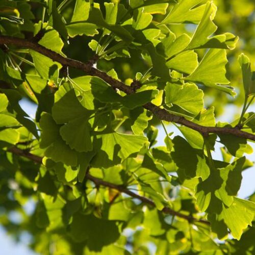 Гинкго двулопастный Голден Драгон/Ginkgo biloba Golden Dragon