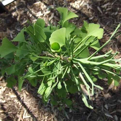 Гинкго двулопастный Мутант Випер/Ginkgo biloba Mutant Weeper