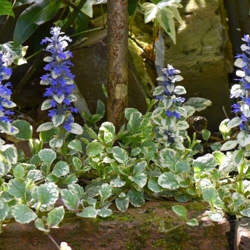 Живучка ползучая Вариегата/Ajuga reptans Variegata Р9
