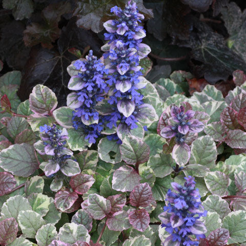Живучка ползучая Бургунди Глоу/Ajuga reptans Burgundy Glow С3