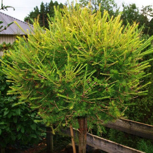 Лиственница европейская Корник/Larix decidua Kоrnik 60-80 Ра С5