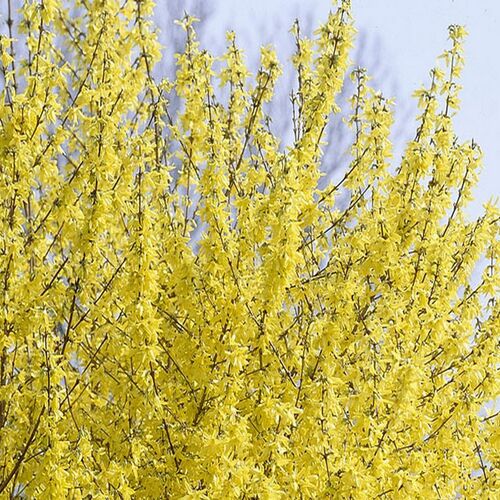 Форзиция промежуточная (средняя) Миниголд/Forsythia Intermedia Minigold 40-60 С3