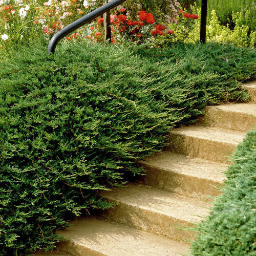 Можжевельник обыкновенный Репанда/Juniperus communis Repanda 60-80 С25