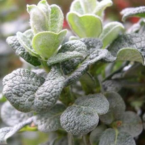 Ива гибридная Бойди/Salix hybrida Boydi