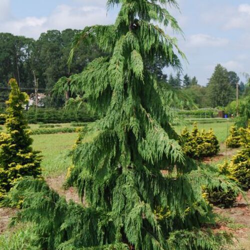 Кипарисовик нутканский Пендула/Chamaecyparis nootkatensis Pendula 30-40 С3