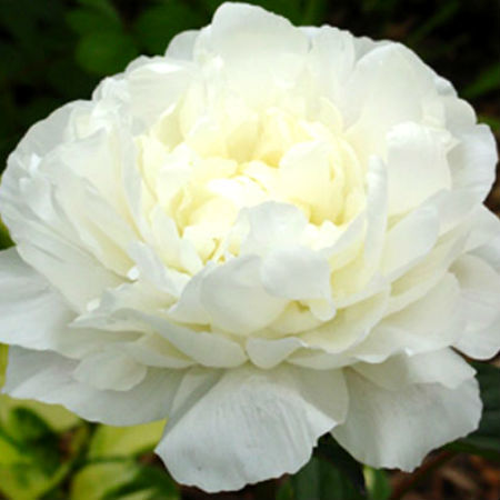 Пион молочноцветковый Сноу Суприм/Paeonia lactiflora Snow Supreme С3
