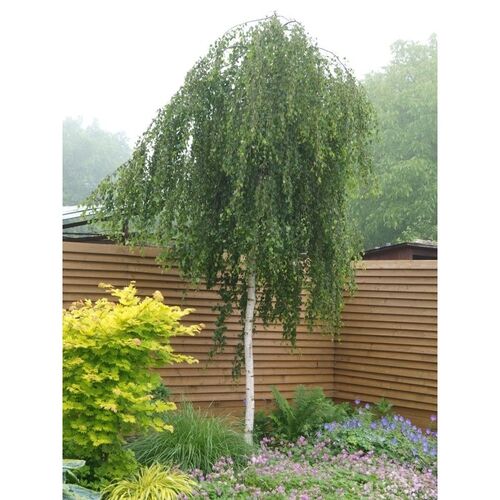 Береза повислая Зольд Шакал/Betula pendula Zold Szakall 30-40 С2