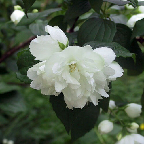 Чубушник Лемуана (гибридный) Дам Бланш/Philadelphus × lemoinei Dame Blanche 60-80 С5-7,5
