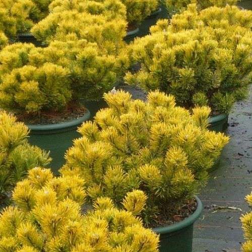 Сосна горная Карстенс Винтерголод/Pinus mugo Carstens Wintergold 65 Ра С5