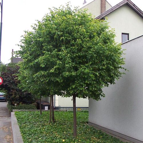 Липа мелколистная Грин Глоб/Tilia cordata Green Glob С25 Ра