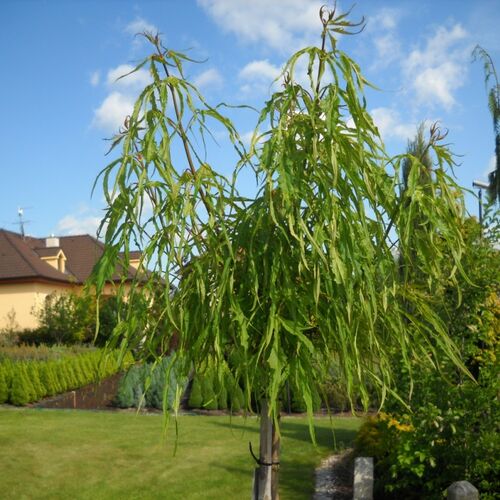 Клен остролистный Палдиски/Acer platanoides Paldiski 50-60 С2