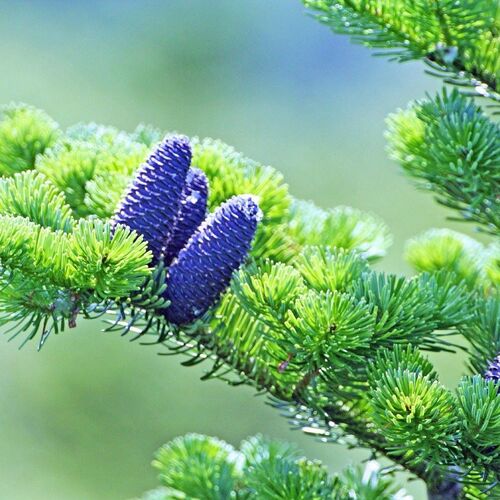 Пихта сахалинская/Abies sachalinensis 140-160 С45