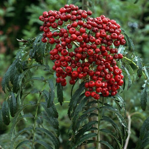 Рябина обыкновенная Чайниз Лэйс/Sorbus aucuparia Chinese Lace