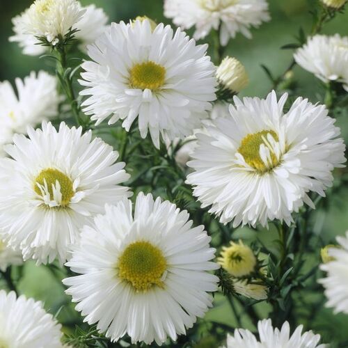 Астра новобельгийская Уйат Леди/Aster novi-belgii White Lady С3