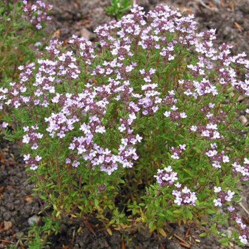 Тимьян обыкновенный/Thymus vulgaris С1