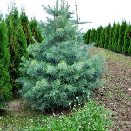 Пихта одноцветная/Abies concolor 160-180 С60