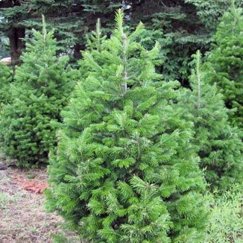 Пихта сибирская/Abies sibirica 100-120 С35