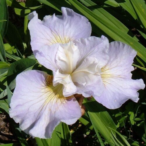 Ирис сибирский Даун Вальс/Iris sibirica Dawn Waltz С2