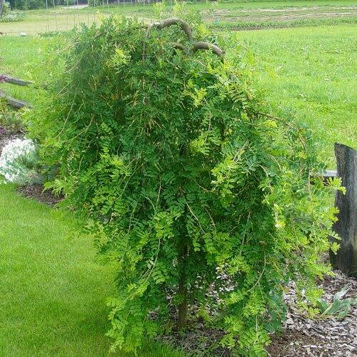 Карагана древовидная ф.Пендула/Сaragana arborescens f.Рendula 30-40 С10 Ра110