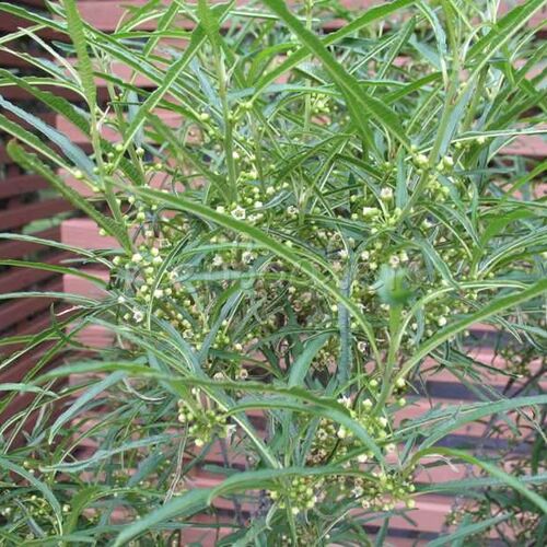 Крушина ломкая Файн Лайн/Rhamnus frangula Fine Line