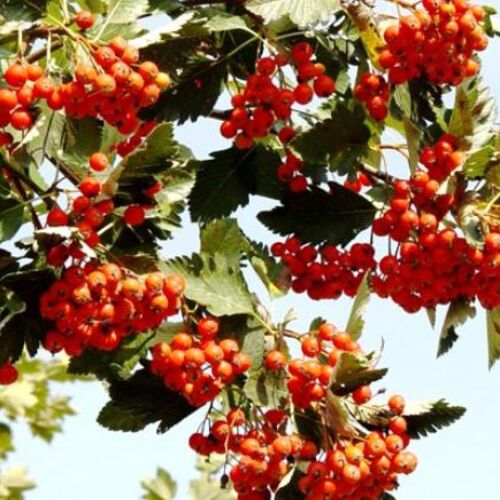 Рябина промежуточная/Sorbus intermedia 120-150 С10