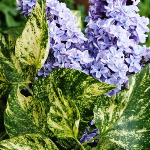 Сирень обыкновенная Аукубофолия/Syringa vulgaris Aucubifolia
