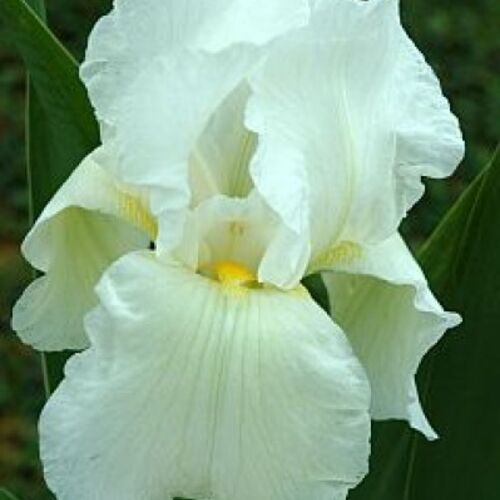 Ирис бородатый (германский) Бианка/Iris germanica Bianca Р1,5